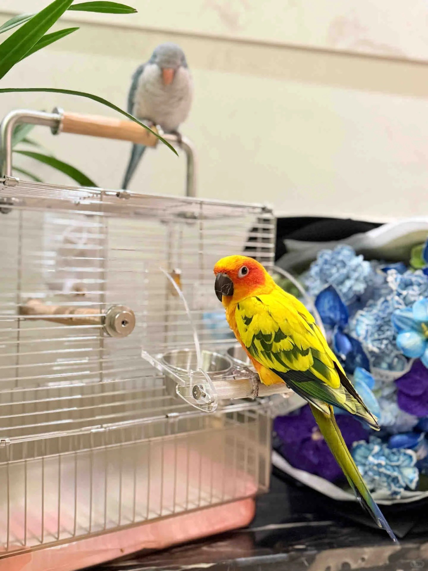 Bird Cages 颜值还是在线的 牙牙制衣铺 来自小红书网页版