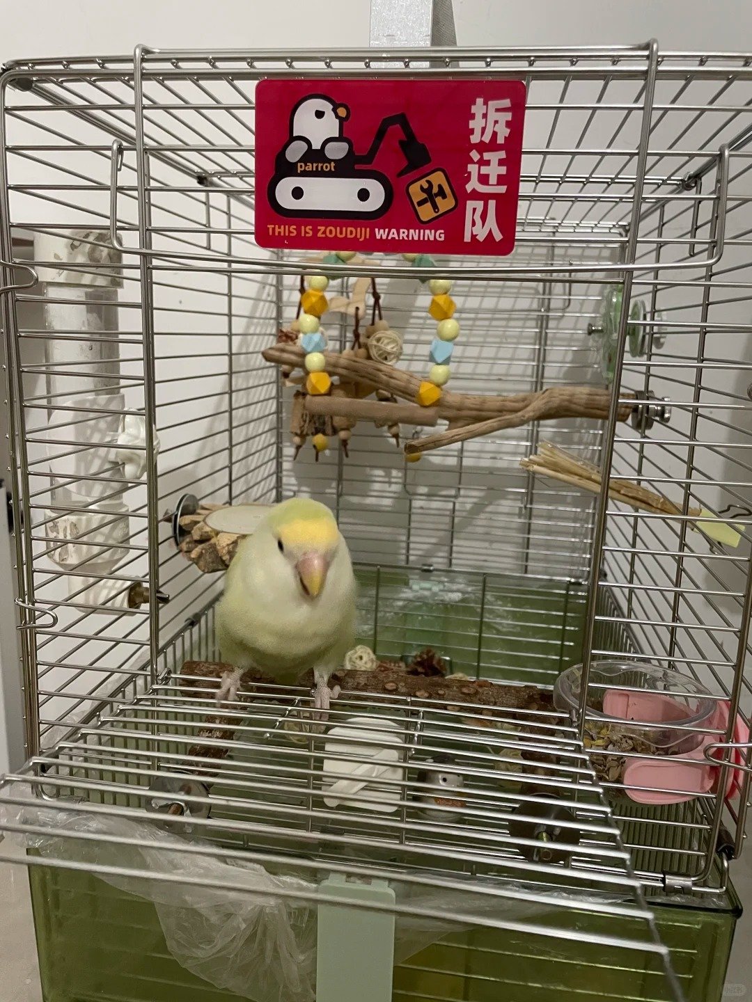 Bird Cages 🥭 1 草蘋田木 来自小红书网页版
